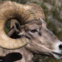 Bighorn Sheep Ram, Anza Borrego State Park