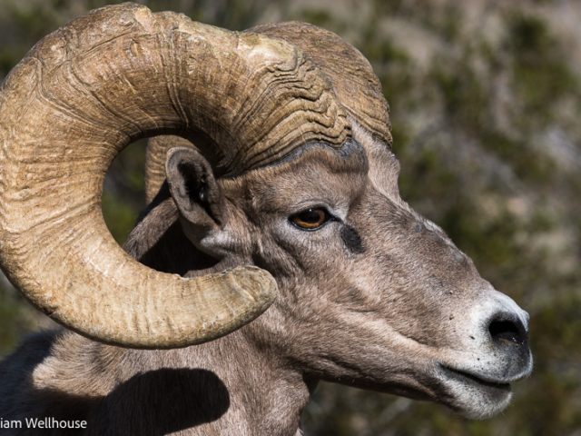 Bighorn Sheep Ram, Anza Borrego State Park